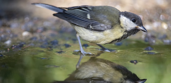 The study focused mainly on birds and included common European species such as the magpie (Pica pica), the great tit (Parus major) and European pied flycatcher (Ficedula hypoleuca). 